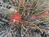 joshua tree national park (39).JPG